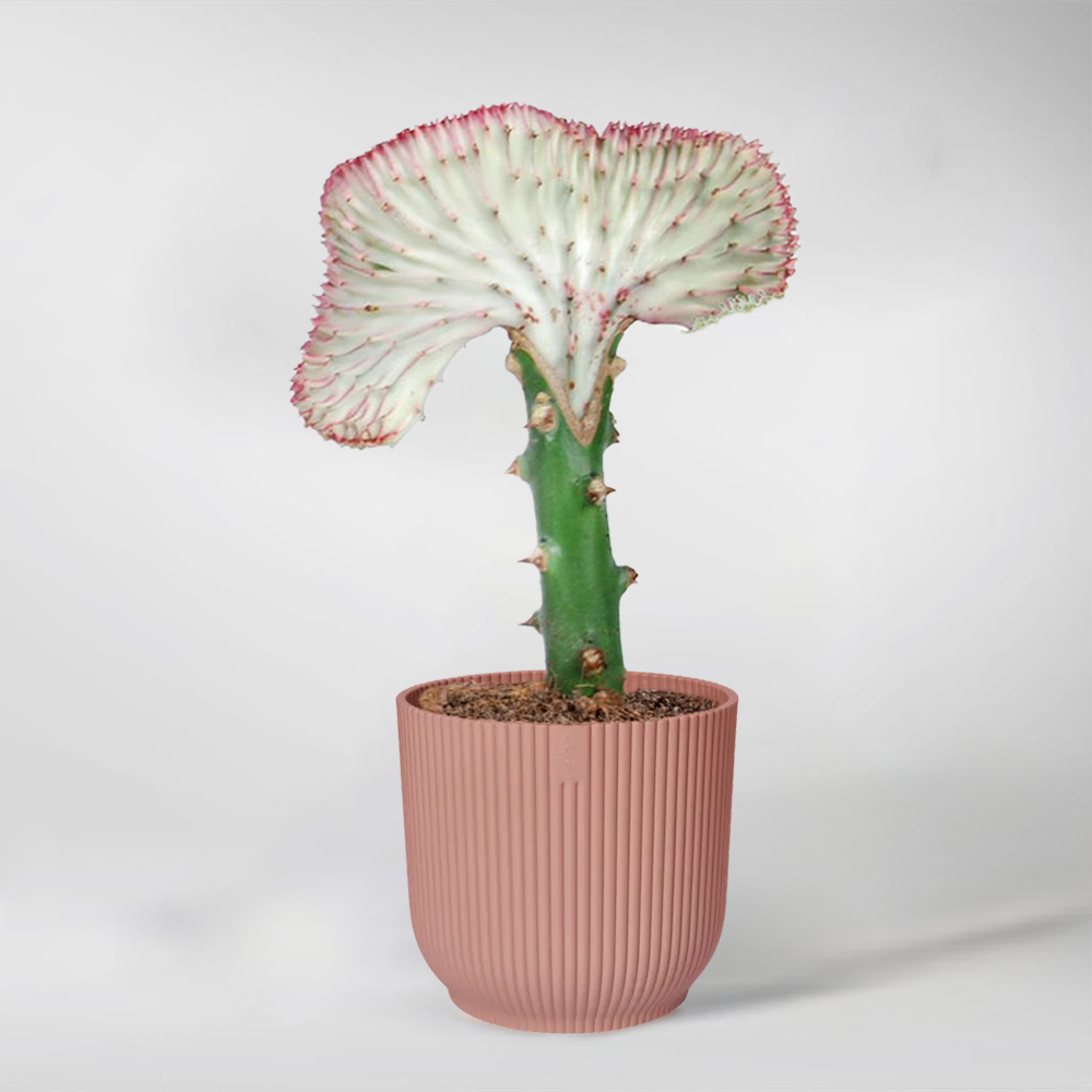 Coral Cactus Plant | Euphorbia lactea